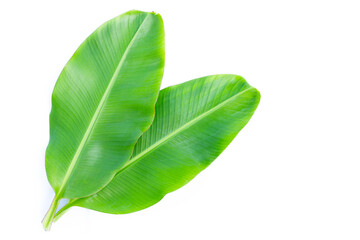 Banana leaves on white background.