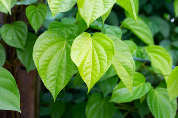Fresh green leaves of betel plant growing in graden