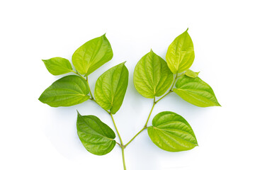 Fototapeta premium Fresh green leaves of betel plant on white background.