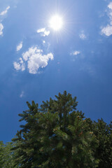 Obraz premium Pine tree against blue sky and bright sun