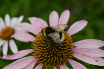 Bumblebee on flower macro