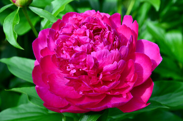 Blooming pink peony in early summer, closeup, blurred green background