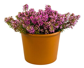 Isolated potted winter-flowering heather plant