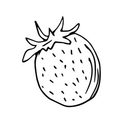 Freehand drawn black outline vector strawberry isolated on a white background. Seasonal summer berry, ingredient, element of nature, garden. For label, sticker, coloring, market.