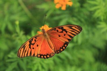 Fototapeta na wymiar butterfly on a flower