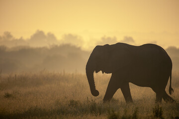 Fototapeta na wymiar African bush elephant or African savanna elephant (Loxodonta africana) at sunrise. Madikwe Game Reserve. North West Province. South Africa