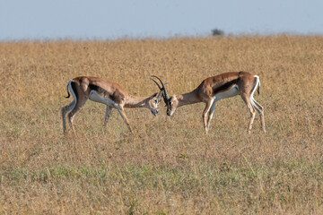 Thompson Gazelles in the savannah