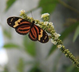 butterfly on a flower