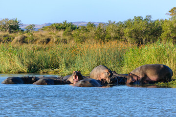Hippopotamus, hippo, common hippopotamus or river hippopotamus (Hippopotamus amphibius) pod in the...