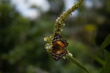 butterfly on a leaf