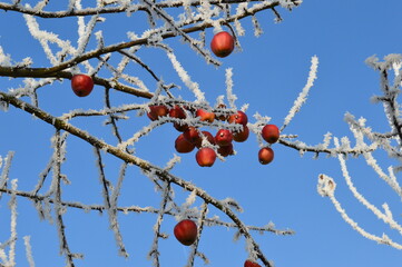 Red apples on icy branches