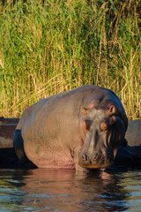 Fototapeta na wymiar Hippopotamus, hippo, common hippopotamus or river hippopotamus (Hippopotamus amphibius) pod in the water. Eastern Shores. Isimangaliso Wetland Park. KwaZulu Natal. South Africa