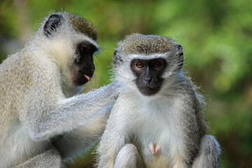 Vervet monkey (Chlorocebus pygerythrus). Eastern Shores. Isimangaliso Wetland Park. KwaZulu Natal. South Africa
