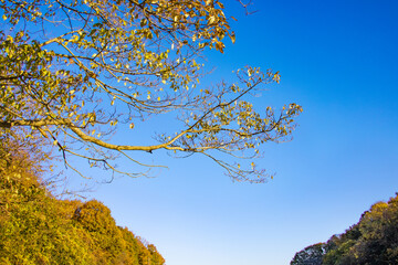 Obraz premium 青空と紅葉した木