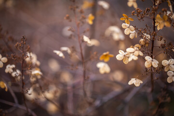 Autumn bushes in the gardern
