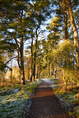 Path through Scots Pine trees on Loch Leven Heritage Trail, near Kinross, Scotland, UK. Frost on ground and sunshine lighting the trees.