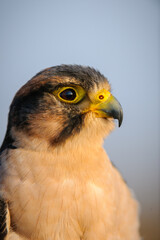 Lanner falcon (Falco biarmicus), KwaZulu Natal. South Africa