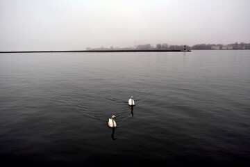 Swans in the harbor, the town of Baltiysk, Kaliningrad region, Russia