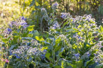 太陽の光を浴びて輝く青い花