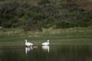 The coscoroba swan (Coscoroba coscoroba)
