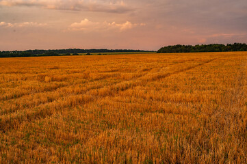 Rural landscape. Golden harvest of wheat.