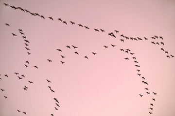 Vogelzug, Zugvögel fliegen in den Sonnenuntergang.