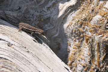 Zwerggecko (Lygodactylus capensis), George, Südafrika