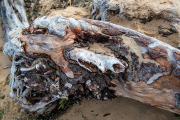 racine d'un arbre usé par le vent et l'océan