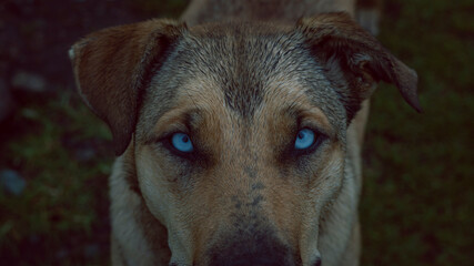 Image of a dog with sky blue eyes in the foreground in Barragán Valle del Cauca Colombia.