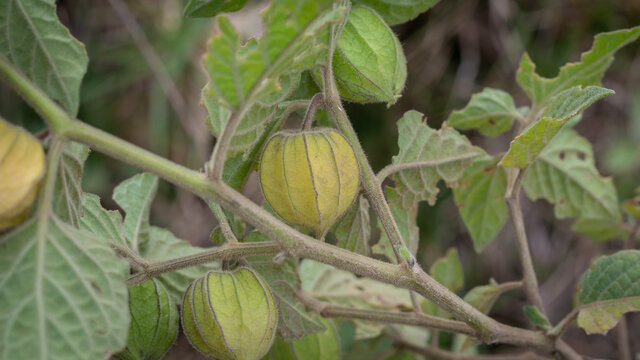 Image of cape gooseberries ready to be harvested in Barrag&aacute;n Valle del Cauca Colombia