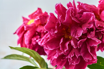 Obraz premium Beautiful Peony purple over a light concrete background. Horizontal composition. Text for congratulations on Valentine's Day or wedding.