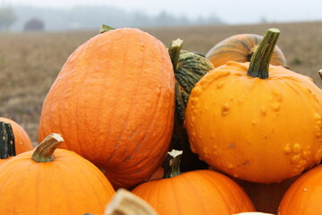 pumpkin, halloween, pumpkins, orange, autumn, fall, harvest, food, vegetable, thanksgiving, farm, october, holiday, squash, season, agriculture, seasonal, vegetables, gourd, market, decoration, patch,