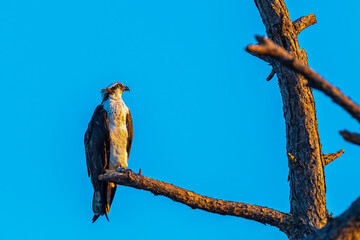 An osprey perched in a dead tree against a clear blue sky