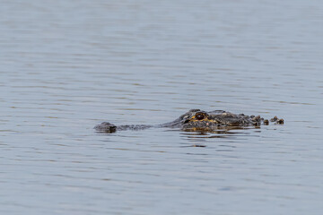 The head of an American alligator (Alligator mississippiensis) peers out of the water in Florida, USA.
