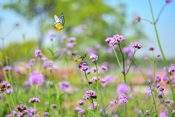 butterfly on a flower