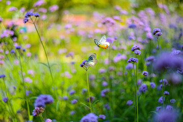 Butterfly in the garden 
