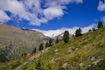 Fototapeta na wymiar A series of fir trees in a mountain escarpment on the Italian Alps (Trentino, Italy, Europe)