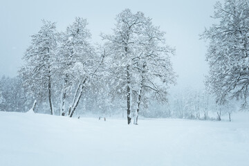 Fototapeta na wymiar Schneebedeckte Bäume