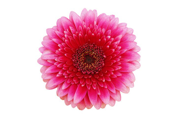 Blooming Pink Gerbera Flower Isolated on White Background