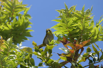 Fototapeta premium Kapbrillenvogel (Zosterops pallidus), George, Südafrika