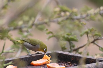 Kapbrillenvogel (Zosterops pallidus), George, Südafrika