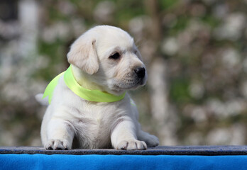 a sweet yellow labrador puppy on the blue