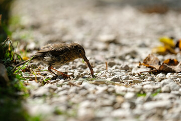 Cute bird having lunch