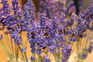 flower, purple, lavender, nature, flowers, plant, spring, garden, summer, blue, field, muscari,...