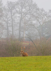Stag deer looking out for the rest of the herd on a cold misty morning