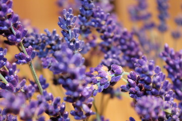 Fototapeta premium flower, purple, lavender, nature, flowers, plant, spring, garden, summer, blue, field, muscari, bloom, green, floral, blossom, violet, beautiful, flora, herb, beauty, macro, hyacinth, natural, aroma