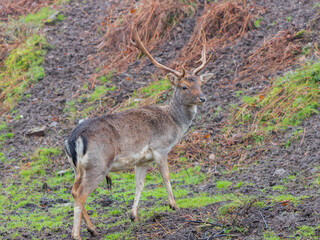 Stag deer looking out for the rest of the herd on a cold misty morning