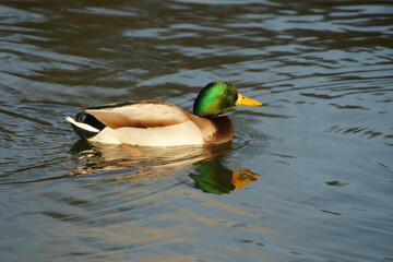 Wild duck in the pond