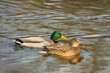 Wild ducks in the pond