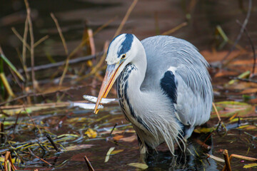 Grey Heron (Ardea cinerea) adult standing in water with two cought fish in bill, Baden-Wuerttemberg, Germany
